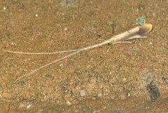 Triaenodes marginatus