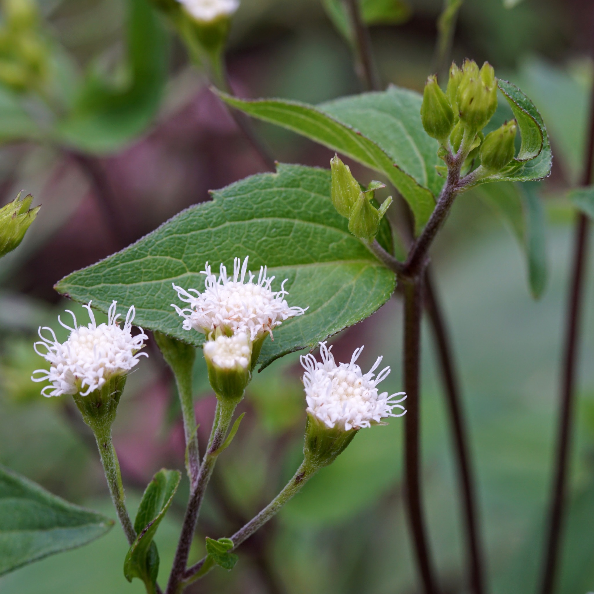 Ageratina rothrockii