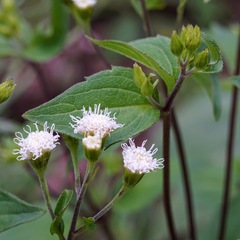 Ageratina rothrockii
