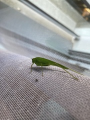 Phaneroptera nana