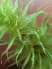 Breutelia pendula