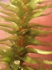 Breutelia pendula