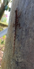 Anolis trachyderma