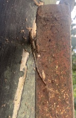 Anolis trachyderma