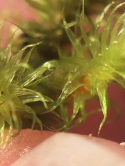 Breutelia pendula