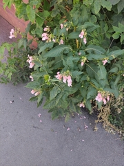 Impatiens glandulifera