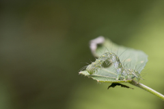 Xanthodes transversa