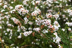 Thryptomene