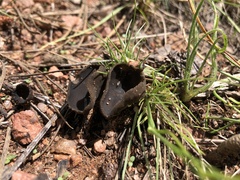 Dissingia leucomelaena