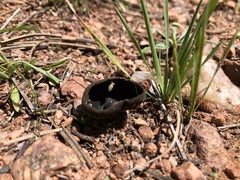 Dissingia leucomelaena