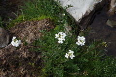 Cardamine uliginosa
