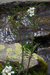 Cardamine uliginosa