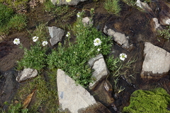 Cardamine uliginosa