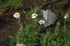Cardamine uliginosa