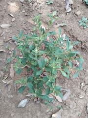 Stevia rebaudiana