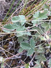 Potentilla crebridens hemicryophila