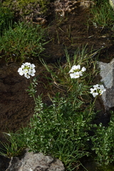 Cardamine uliginosa