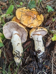 Phlegmacium variosimile