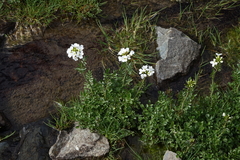 Cardamine uliginosa