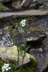 Cardamine uliginosa