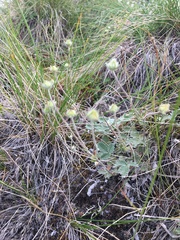 Potentilla crebridens hemicryophila