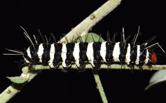 Amphicallia bellatrix