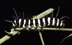 Amphicallia bellatrix