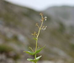 Valeriana elongata
