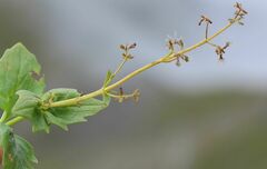 Valeriana elongata