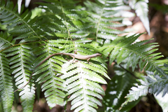 Takydromus kuehnei