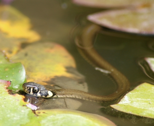 Natrix natrix vulgaris