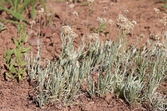 Antennaria luzuloides luzuloides