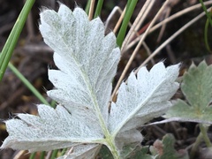 Potentilla crebridens hemicryophila