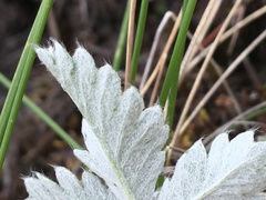 Potentilla crebridens hemicryophila