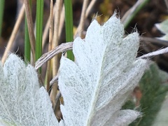 Potentilla crebridens hemicryophila
