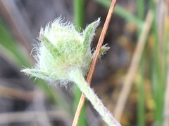 Potentilla crebridens hemicryophila