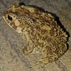 Duttaphrynus melanostictus