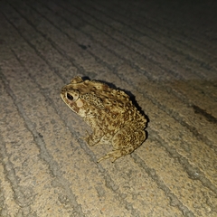 Duttaphrynus melanostictus