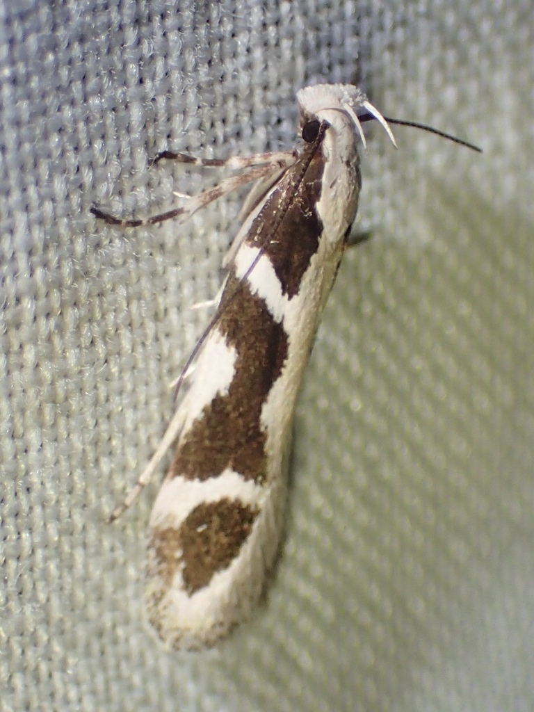 Aroga paulella