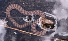 Thamnophis unilabialis