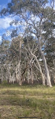 Eucalyptus sclerophylla