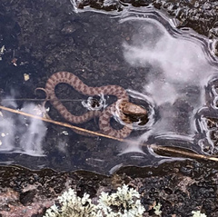 Thamnophis unilabialis