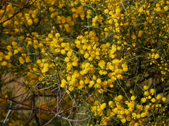 Acacia euthycarpa