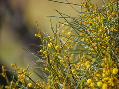 Acacia euthycarpa