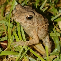 Duttaphrynus melanostictus