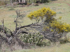 Acacia euthycarpa