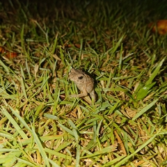 Duttaphrynus melanostictus