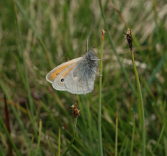 Coenonympha tullia chatiparae