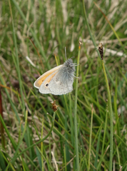 Coenonympha tullia chatiparae