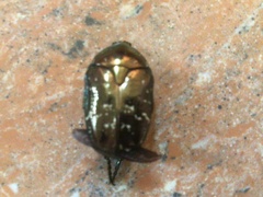 Protaetia orientalis orientalis